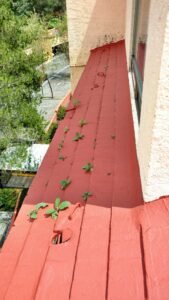 Img 20170922 124944023 Hdr AMqDoPkvwEuqWv0Q 169x300